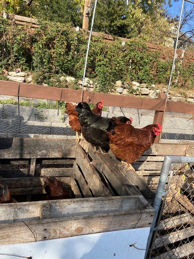 Chickens sitting on wooden pallets